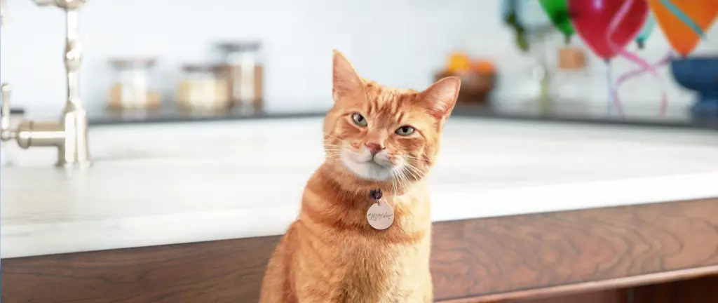 An orange cat standing in front of a white counter top.