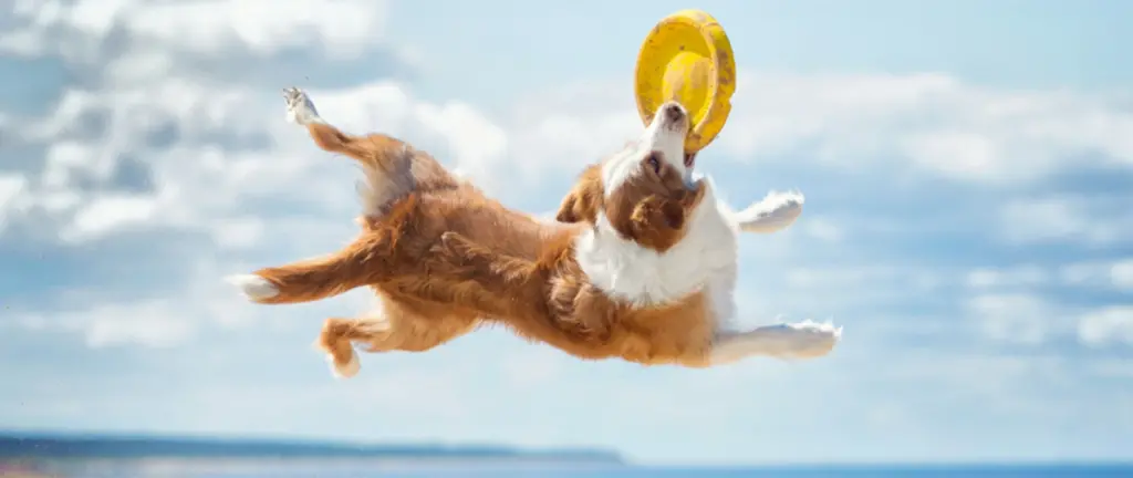 Dog jumping in the air with a toy in its mouth.