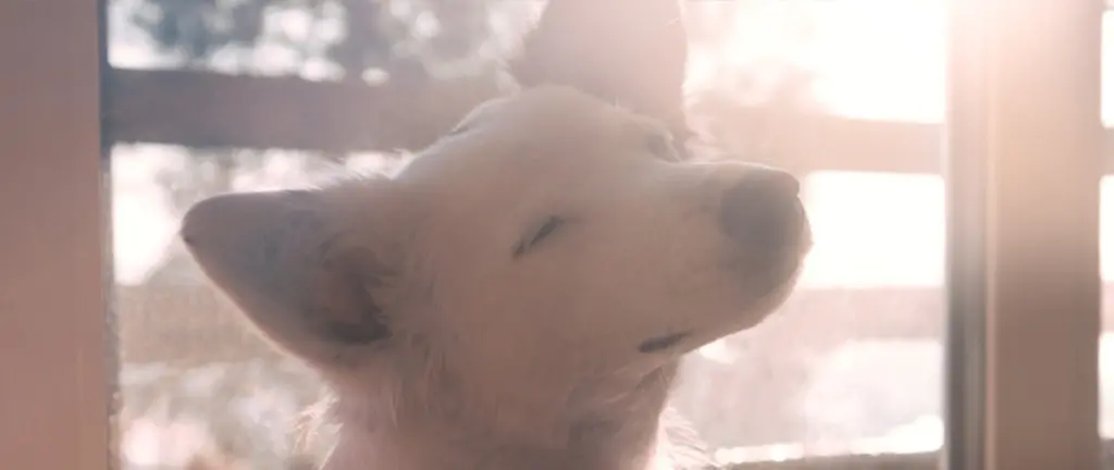 A dog near a window where the sun is shining.