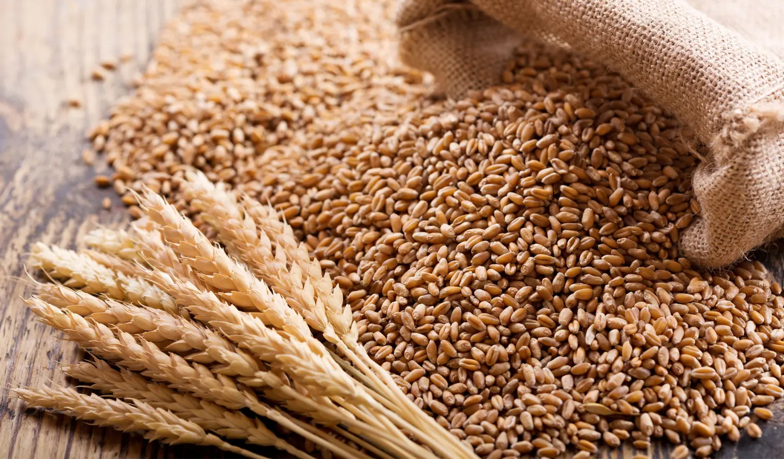 Wheat sitting on top of grains
