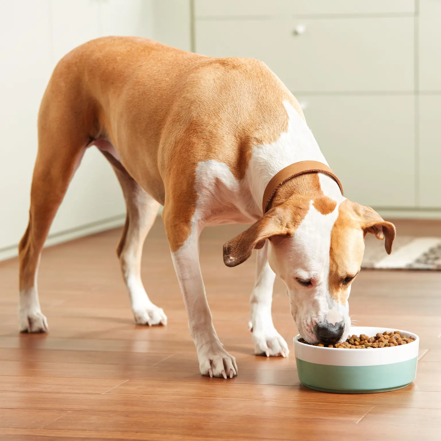 Dog eating kibble out of a bowl