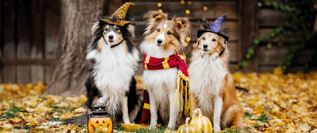Three Shetland Shepherd dogs wearing Halloween costumes