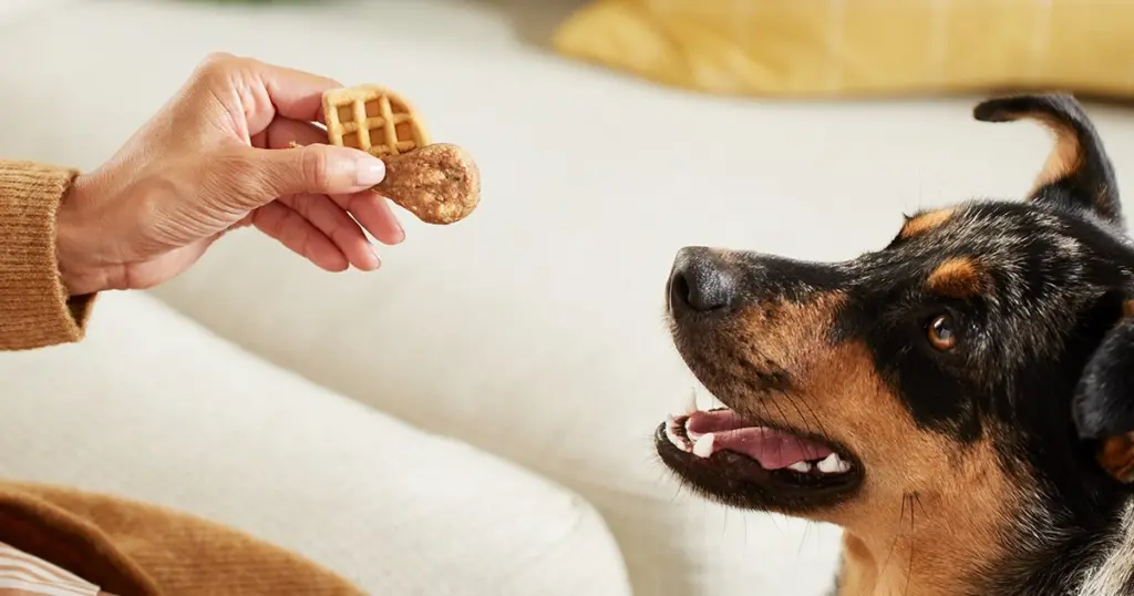 A dog looks a treat in the hand of their owners.