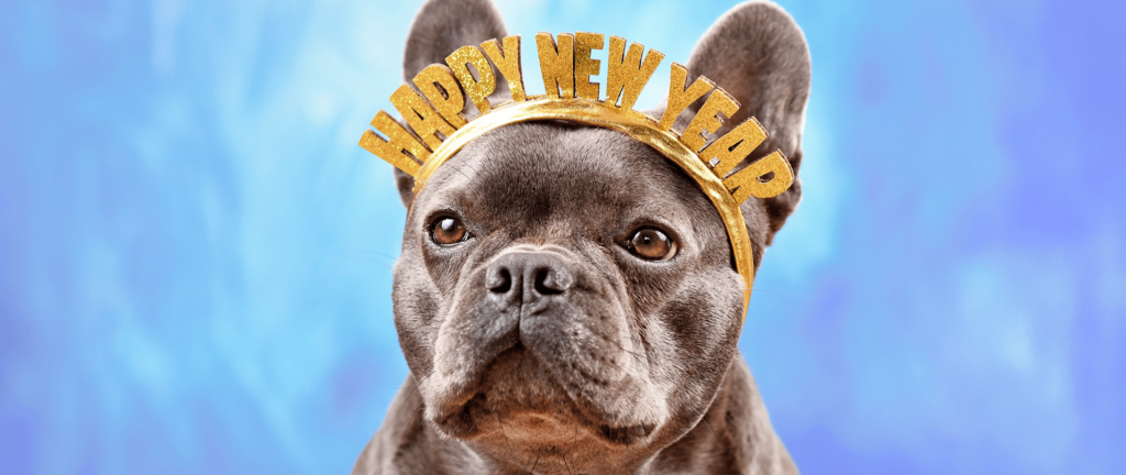 French Bulldog dog wearing New Year's Eve party celebration headband with text 'Happy new year' in front of blue background