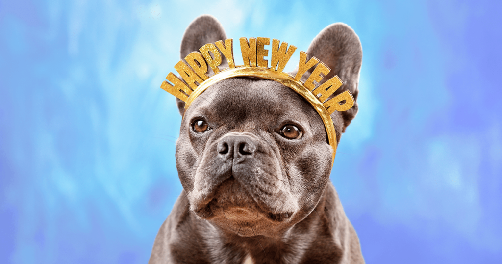 French Bulldog dog wearing New Year's Eve party celebration headband with text 'Happy new year'