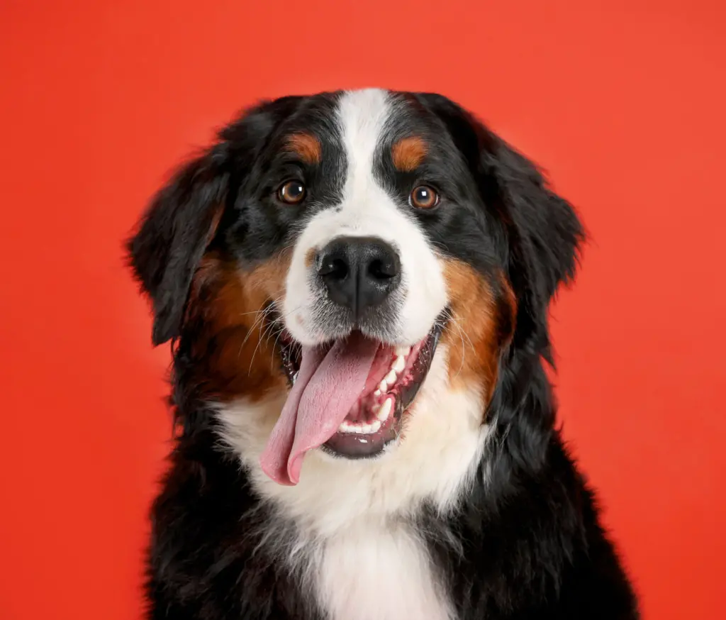 St. Bernard dog