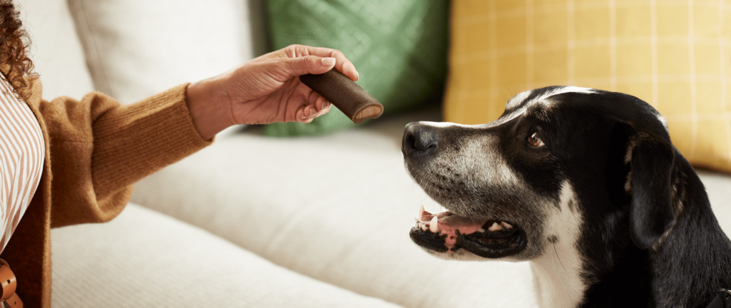 A dog stares at a treat.