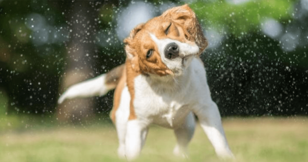 A dog shakes off water droplets.