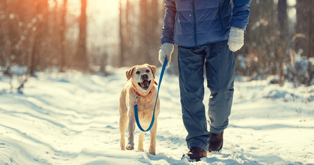 Man with dog on a leash walking on snowy pine forest in winter