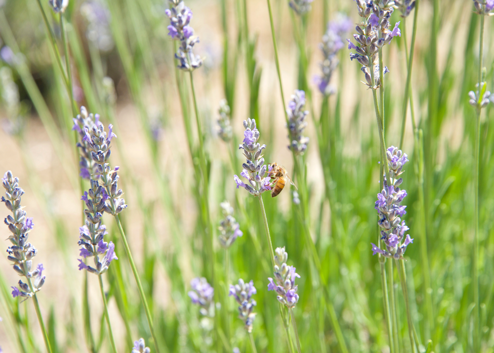 A wide shot of a bee on a lavender plant.