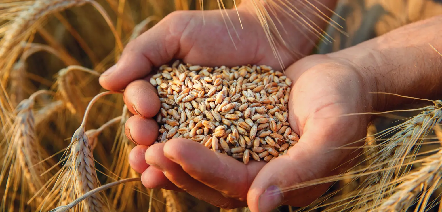 A pile of grain in the hands of a person.