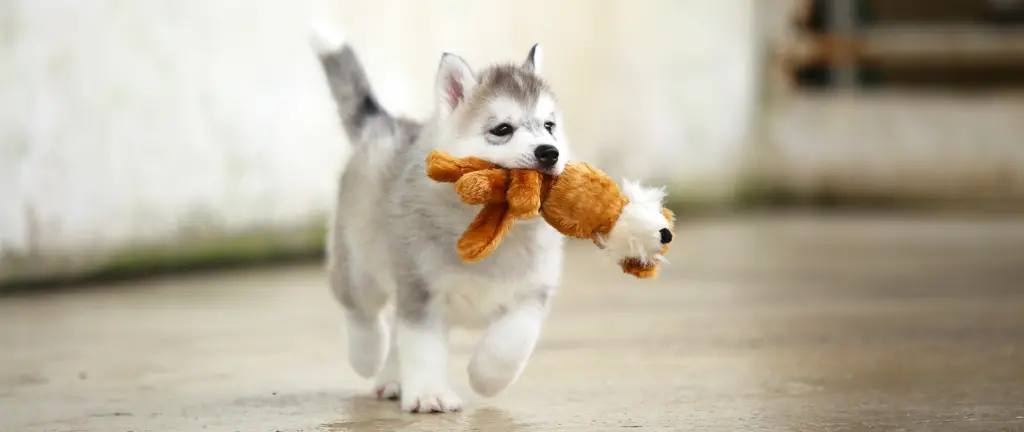 A husky puppy runs with a chew toy in its mouth