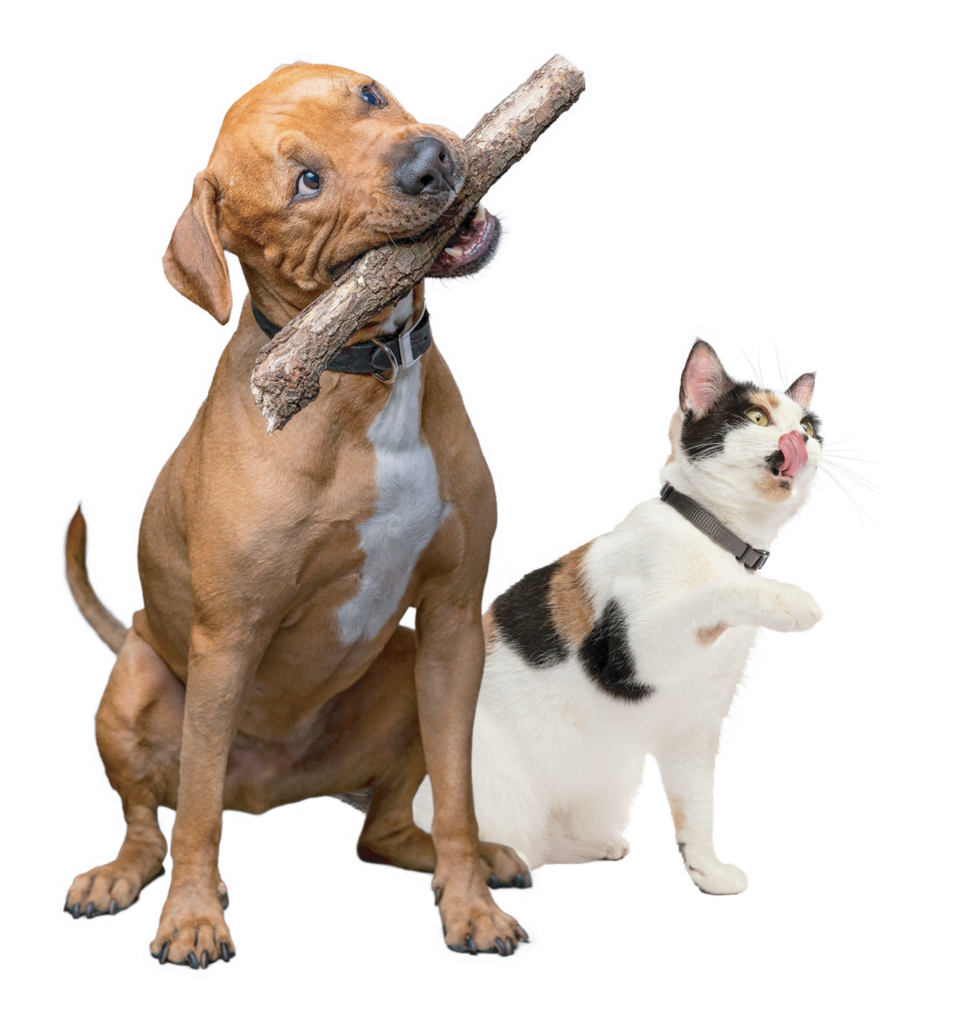 A dog with a stick in its mouth and a cat licking its chops