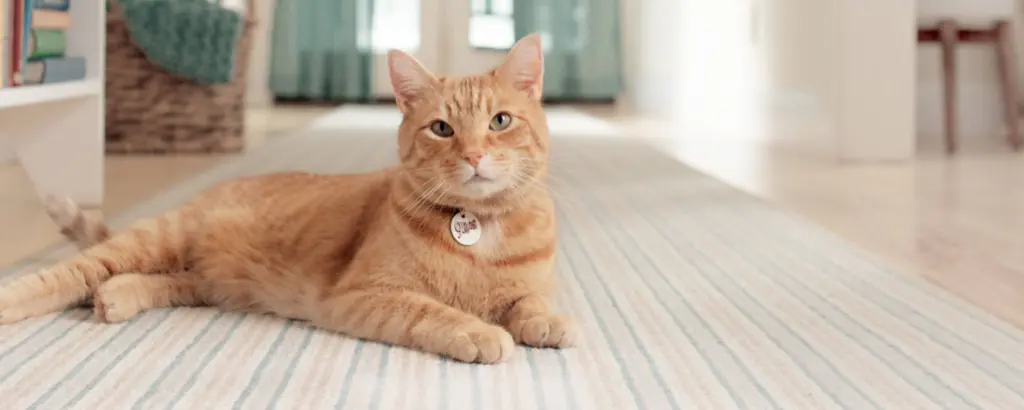 Morris the Cat