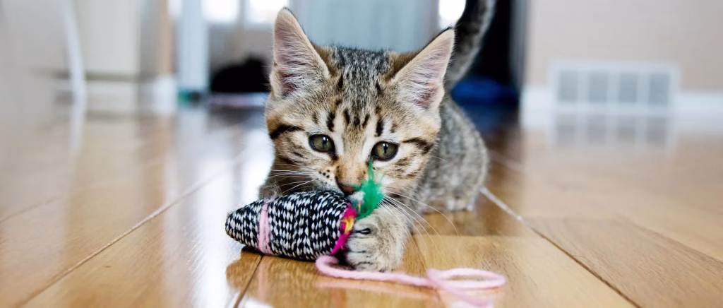 kitten and yarn