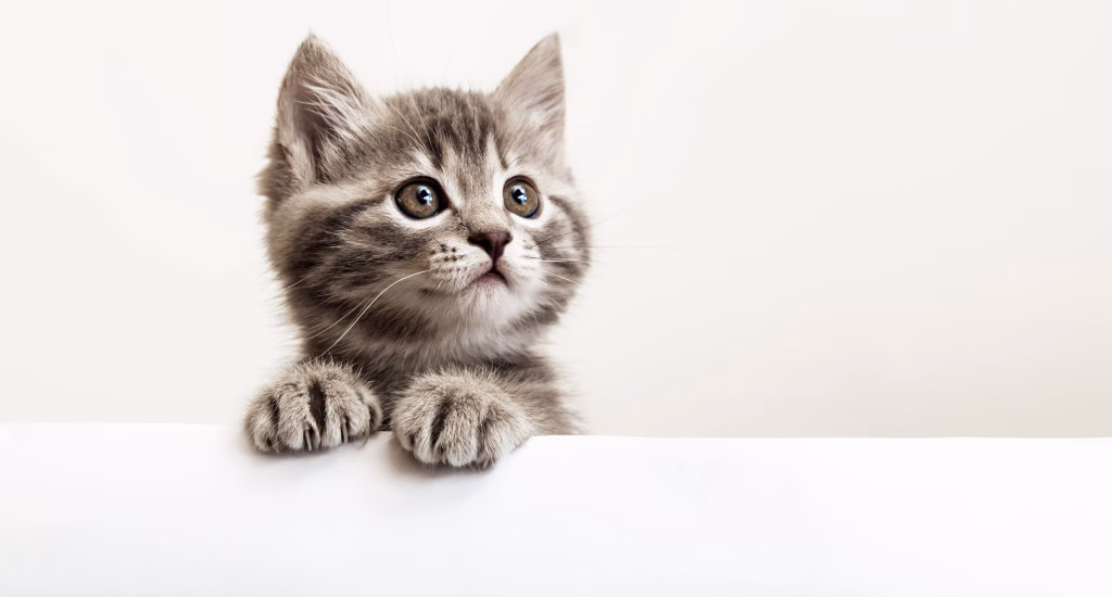kitten
