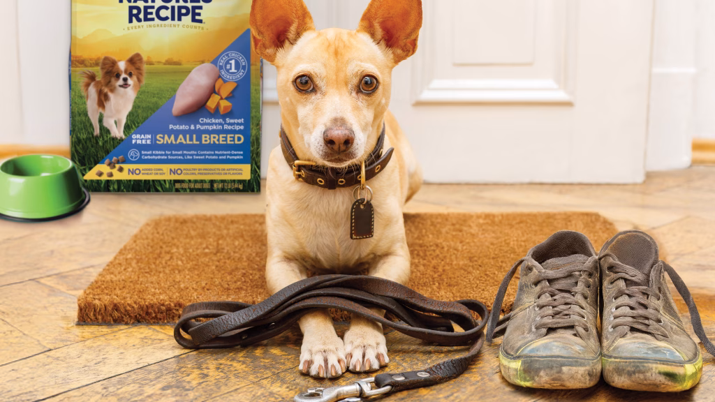 Dog with leash