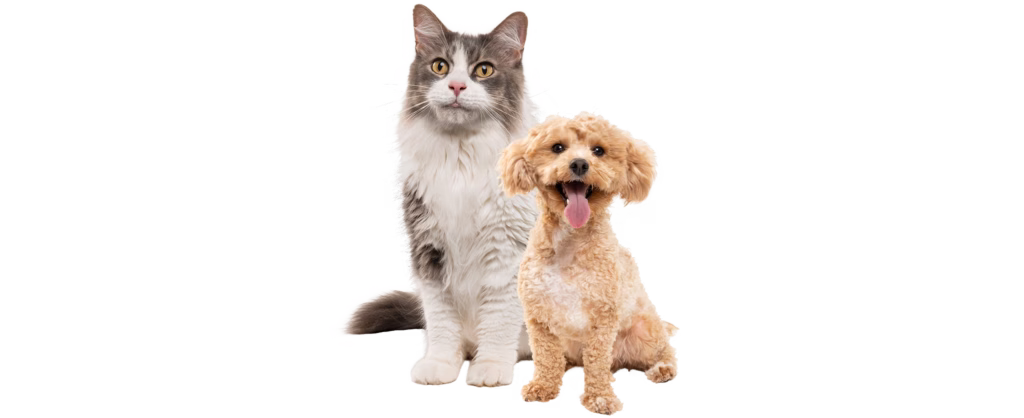 cat and dog