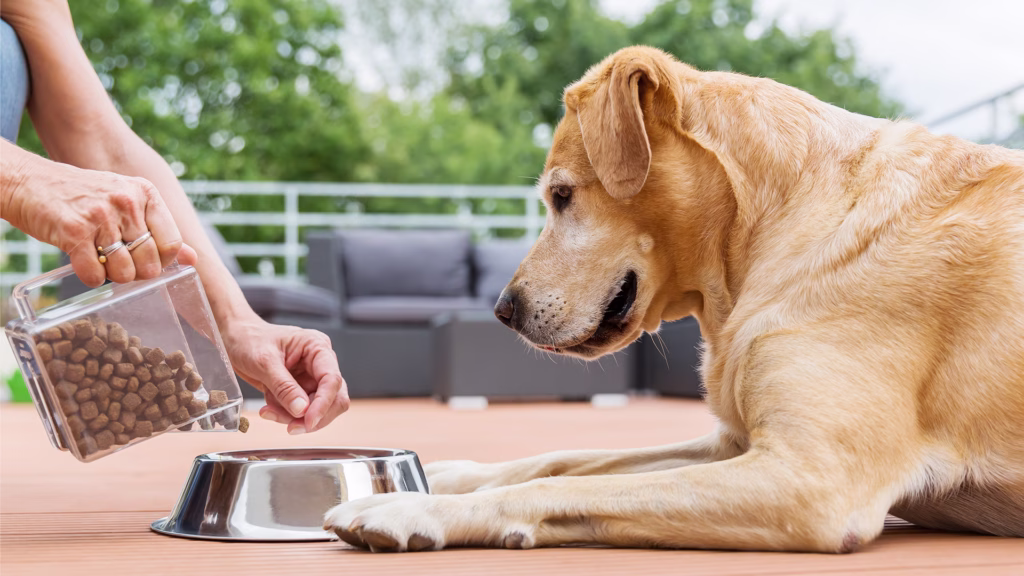 How to Switch Dog Foods Safely and Smoothly